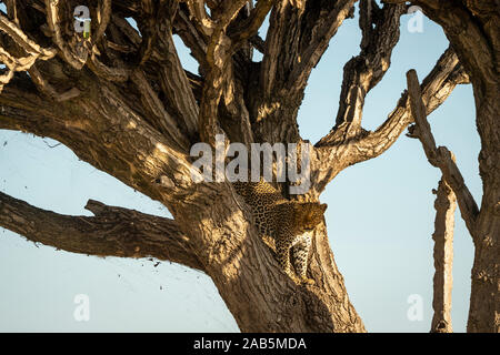 African Leopard (Panthera pardus) im Baum in der Masai Mara in Kenia, Stockfoto