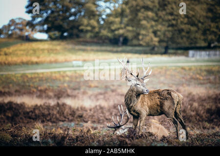 Zwei Hirsche im Herbst Furche im Richmond Park Stockfoto
