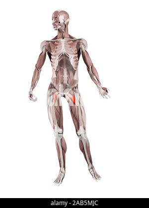 3D-gerenderte Muskel Abbildung des pectineus Stockfoto