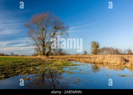 Große blattlosen Baum und Wasser nach dem Regen auf einer Wiese Stockfoto