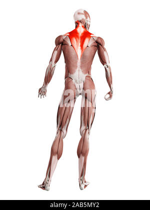 3D-gerenderte Muskel Abbildung des Trapezius Stockfoto