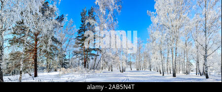 Gefrorene Birken und Kiefern mit Schnee und Raureif an sonnigen Wintertag mit blauer Himmel - Sonnenschein Panoramablick widescreen landscap Stockfoto