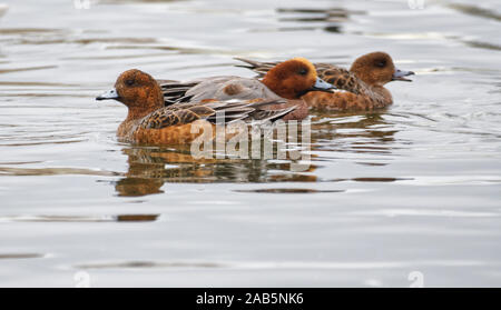 Eurasische Pfeifenten Stockfoto