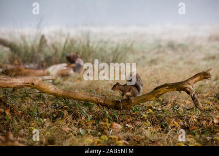 Eichhörnchen jagen für Muttern im Richmond Park, im Herbst Stockfoto