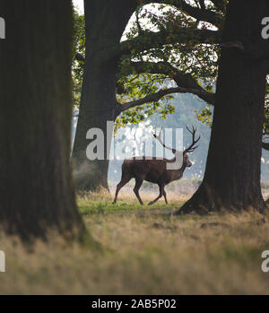 Hirsch wunder Vergangenheit in den Morgen, umgeben von Bäumen Stockfoto