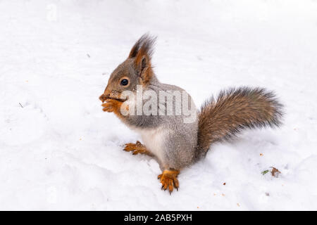 Das Eichhörnchen sitzt auf weißen Schnee. Schöne flauschige Eichhörnchen essen Muttern auf weißem Schnee im Winter Wald. Eurasischen red Squirrel, Sciurus vulgaris Stockfoto