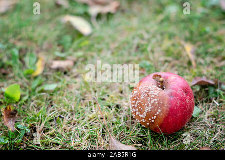 Selektiver Fokus auf morschen Red Apple auf dem Gras im sonnigen Herbsttag. Close-up-Bild der faulen Apfel. Verfallende apple Vorderansicht. Unscharfer Hintergrund. Stockfoto