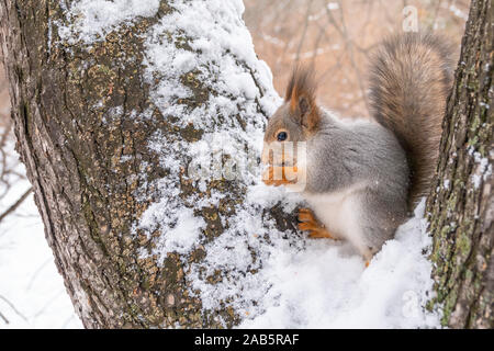 Eichhörnchen im Winter sitzt auf einem Ast mit Schnee. Eurasischen red Squirrel, Sciurus vulgaris, sitzen auf den Zweig, bedeckt mit Schnee im Winter. Stockfoto