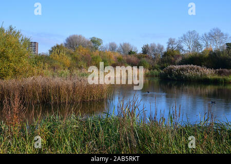 WWT London Wetland Centre, Queen Elizabeth's Walk, London, SW13, Großbritannien Stockfoto