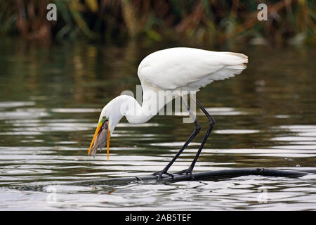 Silberreiher einen Fisch schlucken Stockfoto