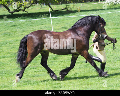 Eine walisische Abschnitt ein Hengst Trab neben den Handler aktiviert. Stockfoto