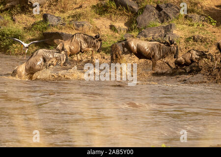 Blue Wildebeest (Gemeinsame oder Weiß-bärtigen Gnus Connochaetes Taurinus) durch Nilkrokodil (Crocodylus niloticus angegriffen wird) in der Mara River Stockfoto