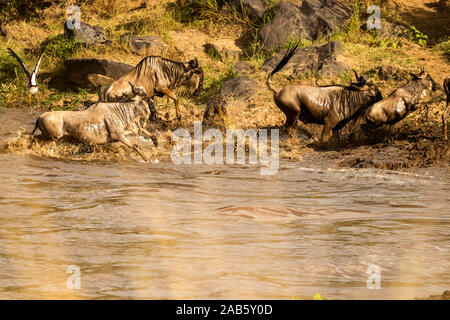 Blue Wildebeest (Gemeinsame oder Weiß-bärtigen Gnus Connochaetes Taurinus) durch Nilkrokodil (Crocodylus niloticus angegriffen wird) in der Mara River Stockfoto