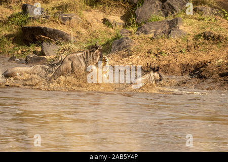 Blue Wildebeest (Gemeinsame oder Weiß-bärtigen Gnus Connochaetes Taurinus) durch Nilkrokodil (Crocodylus niloticus angegriffen wird) in der Mara River Stockfoto