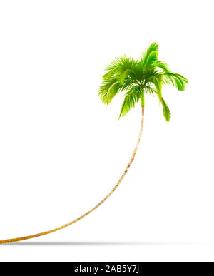 Eine Fotografie einer gekrümmten isolierten Palm Tree Stockfoto