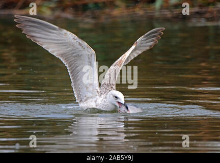 Seagull essen Fisch in Wasser Stockfoto