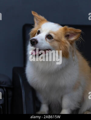 Portrait von Nizza Pomeranian Chihuahua mix Hund sitzt ein Sofa und Schauen. Stockfoto