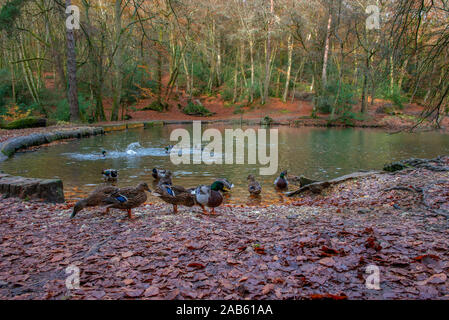 Enten an waggoners Brunnen, im Herbst in der Nähe und Grayshott Hindhead, Surrey, Hampshire, England, Großbritannien Stockfoto