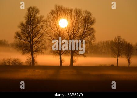 Baum im Gegenlicht, Bayern, Bundesrepublik Deutschland, Stockfoto