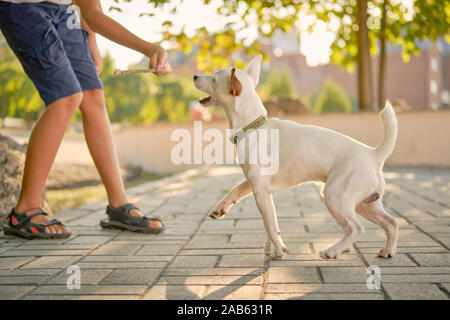 Hund Parson Russell Terrier Rasse spielt im Green Park mit seinem Besitzer. Sommer oder Anfang Herbst. Natur. Pet Care- und Trainingskonzept. Stockfoto