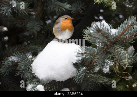 Rotkehlchen sitzt in Schnee zwischen Zweigen, Erithacus rubecula, Bayern, Stockfoto