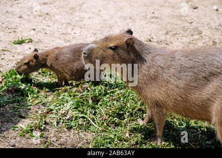 Zwei Wasserschweine essen gegangen. Capybara Gesicht Nahaufnahme. Capybara Familie in den Zoo. Stockfoto