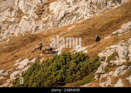 Eine Herde Gemsen auf Alp Stockfoto