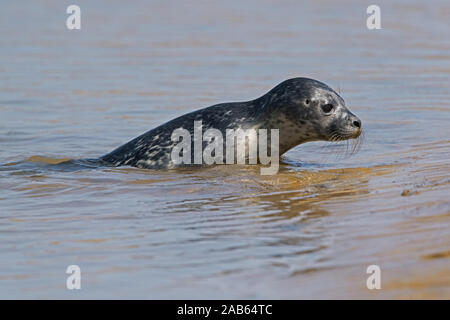 Harbour Seal pup (Phoca vitulina) Stockfoto