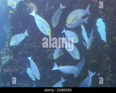 Doktorfische im Liberty Wrack Bügelfalte in Tulamben auf Bali Stockfoto