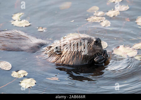 Biber Tieres in Wasser essen von Lily Pads in seiner Umgebung und Umwelt umgeben. Stockfoto