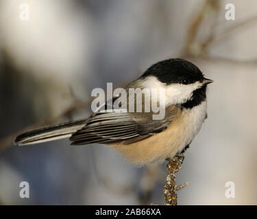 Chickadee Vogel auf einem Zweig mit seiner Umgebung und Umwelt ausgesetzt sein Körper, Kopf, Augen, Schnabel und Füße Gefieder mit einem Bokeh Hintergrund. Stockfoto