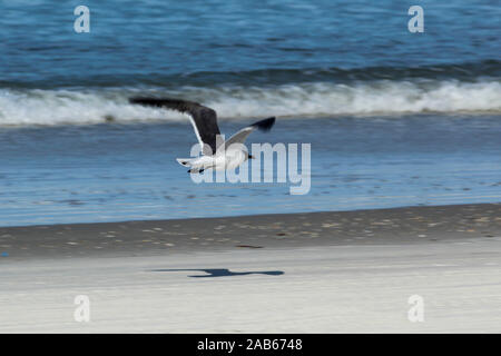 Möwe das fliegen tief über Daytona Beach. Stockfoto