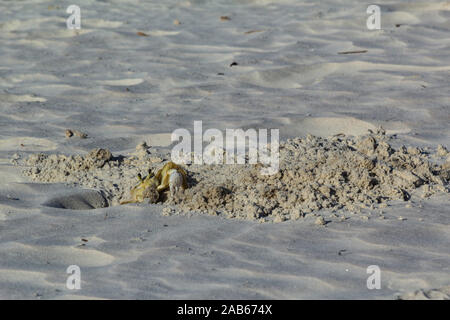 Krabben graben Graben im Sand Stockfoto