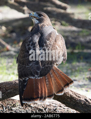 Hawk bird thront, während sein Körper, Kopf, Augen, Schnabel aussetzen, Schwanz, Füße, Gefieder mit einem bokey Hintergrund in seiner Umgebung und Umwelt. Stockfoto