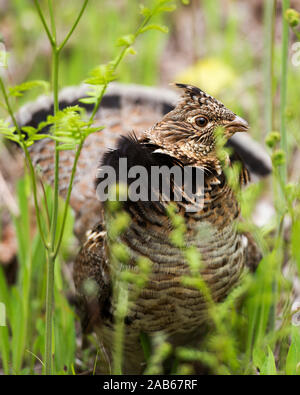 Rebhuhn vogel Leitung Profil anzeigen Mit bokeh Hintergrund und grünen Blättern. Stockfoto