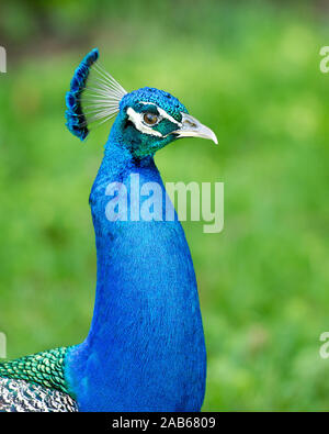 Pfau Vogel, Nahaufnahme Kopf Profil anzeigen der schönen bunten Vogel. Stockfoto