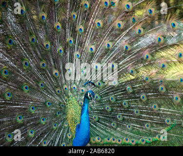 Pfau Vogel in der Nähe Profil ansehen, die schönen bunten Vogel. Stockfoto