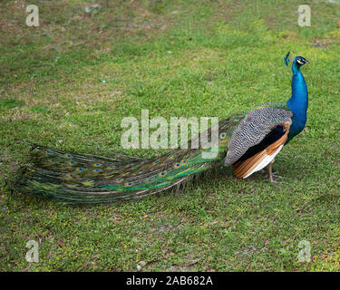 Pfau Vogel in der Nähe Profil ansehen, die schönen bunten Vogel. Stockfoto