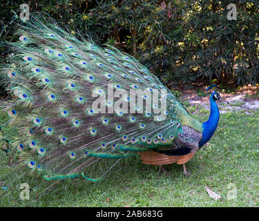 Pfau Vogel in der Nähe Profil ansehen, die schönen bunten Vogel. Stockfoto