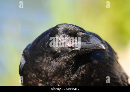 Raven bird Kopf Nahaufnahme Profil anzeigen Mit bokeh Hintergrund in seiner Umgebung und Umwelt. Stockfoto