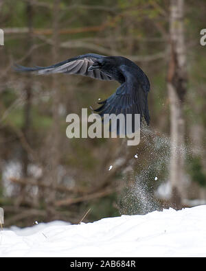 Raven Vogel fliegen in die Wintersaison mit einem Bokeh Hintergrund in seiner Umgebung und Umwelt. Stockfoto