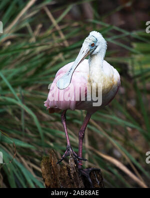 Rosalöffler Vogel mit einem Laub Hintergrund in seiner Umgebung thront und Umgebung. Stockfoto