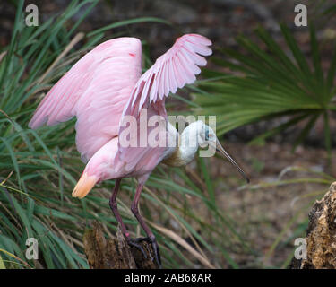 Rosalöffler Vogel mit ausgebreiteten Flügeln mit einer Laub Hintergrund in seiner Umwelt und Umgebung. Stockfoto