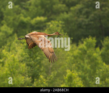 Sandhill Crane fliegt über Bäume mit einem Bokeh Hintergrund in seiner Umgebung und Umwelt. Stockfoto