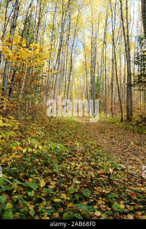 Herbst Landschaft Landschaft die bunte Jahreszeit. Stockfoto