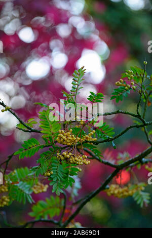 Sorbus Joseph Rock, gelbe Früchte, Beeren, Mountain Ash, Asche, Rowan Tree, Bäume, Zierpflanzen, gelb Berry, gelbe Beeren, RM Floral Stockfoto