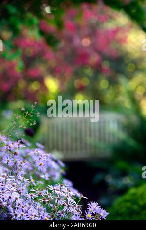 Aster x Frikartii monch, blau, Blume, Blumen, Astern, Stauden, Stauden, Spätsommer, Herbst, Herbst, Blüte, Sitz im Hintergrund, verwischt, Verwischen, Bestuhlung, RM Flo Stockfoto