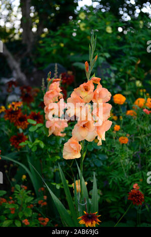 Gladiolus, Gladiolen, orange Blüten, Spike, spire, Spikes, rudbeckia, orange Blumen, Blume, Spike, Türme, mehrjährig, Mix, Gemischt, Bett, Grenze, RM Floral Stockfoto