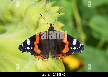 Nahaufnahme eines Schmetterlings (Vanessa atalanta) mit ausgebreiteten Flügeln auf dem Rücken einer Sonnenblume. Stockfoto