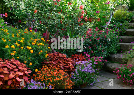 Solenostemon scutellarioides Coleus Lagerfeuer, Lagerfeuer, Dahlie, Studentenblume, sammetblume Zinnober,, Blumen, Schritte, Pfad, Orange, Rost, Farbe, Farbe, Laub, Garten, pla Stockfoto